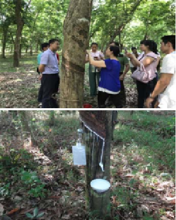 Rubber plantation