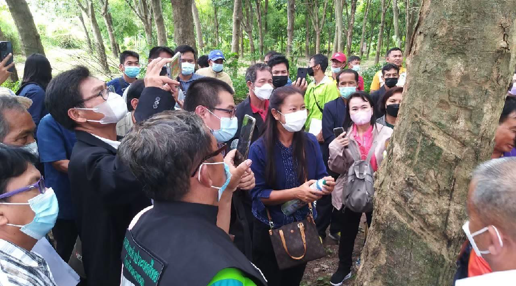 In the Media: How Evening Tapping Changes Rubber Farmers' Lives